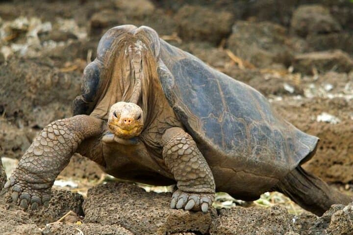 7-Day Galapagos Food & Wildlife Tour: Guided Culinary Adventure with Snorkeling photo 5