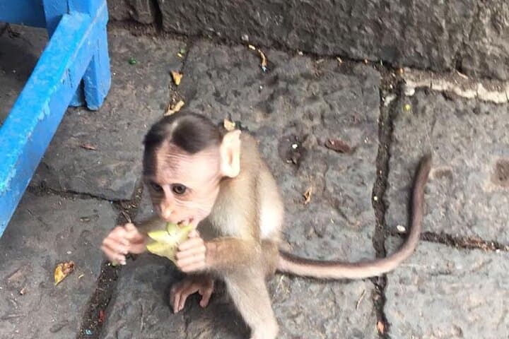 Elephanta Caves: Ferry to Mumbai’s Island Rock‑Cut Temples with Lunch photo 6