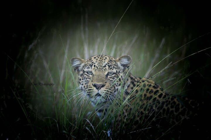 5-Day Private Safari: Chimp Trekking in Kibale & Wildlife at Murchison Falls photo 4