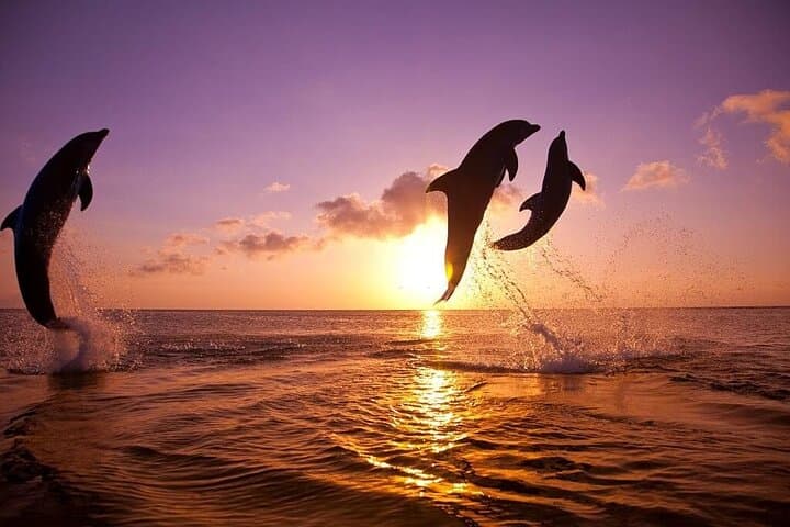 Private Lovina Dolphin Watching and Snorkeling — Full-Day Boat Tour from Bali photo 6