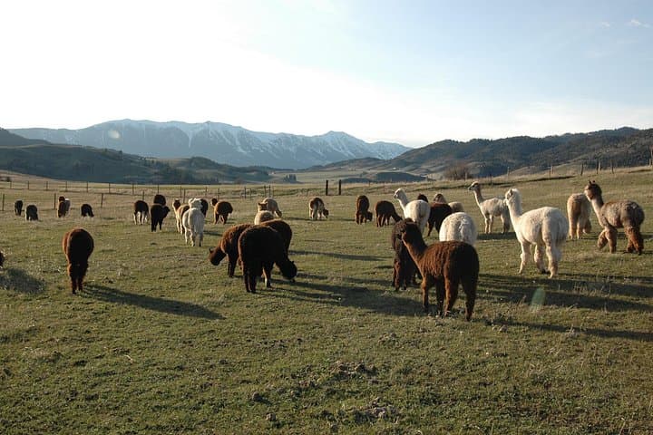 Hands-On Alpaca and Llama Farm Tour Near Bozeman, Montana photo 2