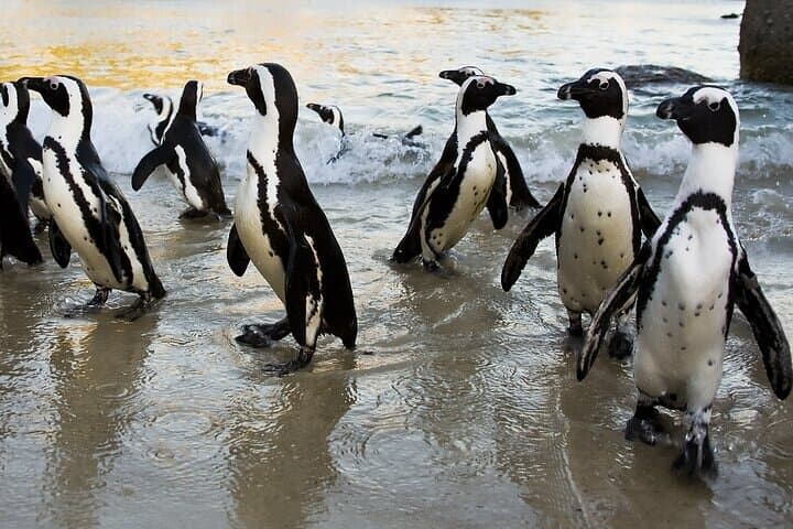 Cape Town Zipline, Penguins & Cape of Good Hope Private Tour with Chapman's Peak photo 2