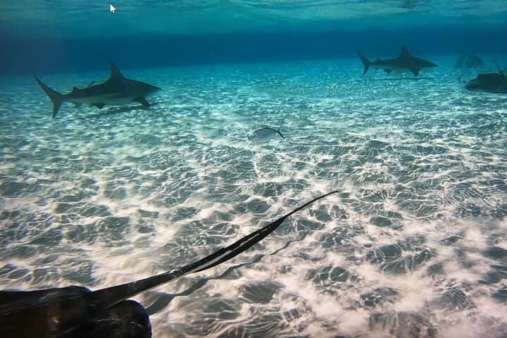 Private Stingray City & Starfish Point Half-Day Charter with Snorkeling — Grand Cayman photo 2