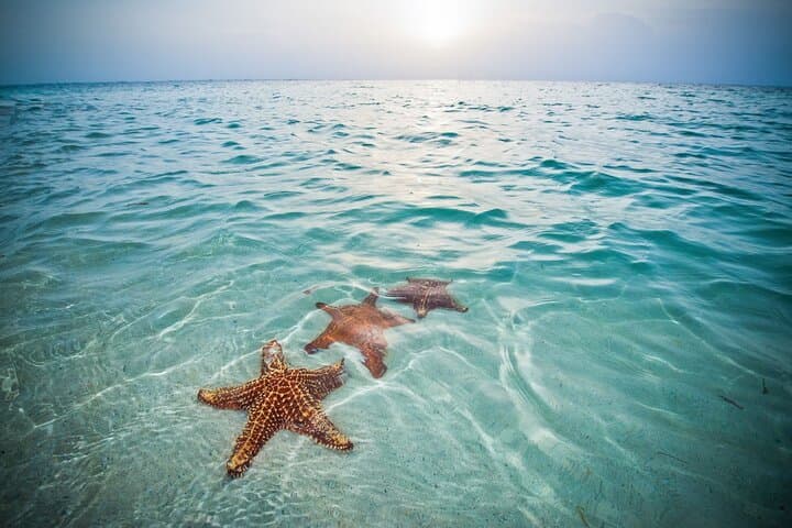 Private Stingray City & Starfish Point Half-Day Charter with Snorkeling — Grand Cayman photo 3