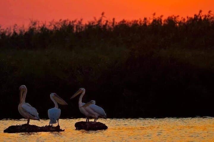Danube Delta 3-Day Private Birdwatching & Safari from Bucharest photo 2