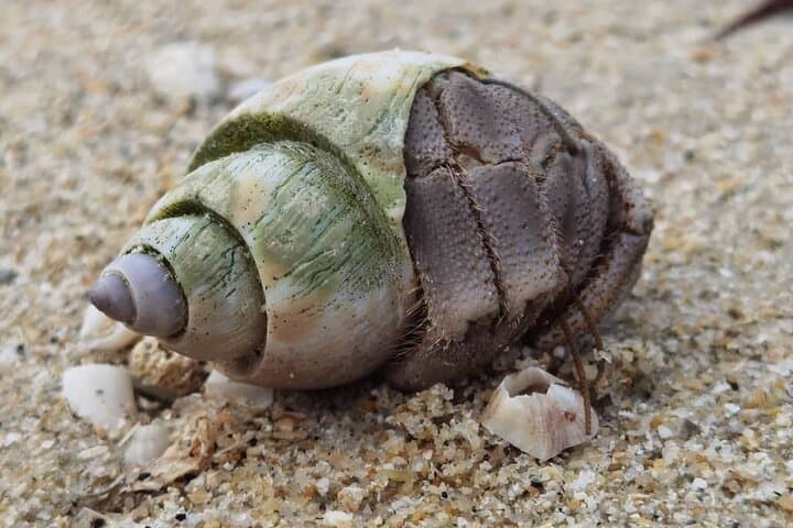 Desaru Coast Tidepool Walk: Beachlife & Tidepool Discovery in Johor photo 3