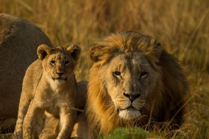 Sibuya Wilderness: 15-Day Conservation & Coastal Dune Adventure