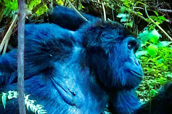 3-Day Gorilla Trekking Safari in Bwindi, Uganda — Trek, Batwa Visit & Equator Stop photo 2