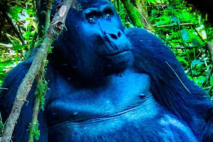 3-Day Gorilla Trekking Safari in Bwindi, Uganda — Trek, Batwa Visit & Equator Stop photo 3