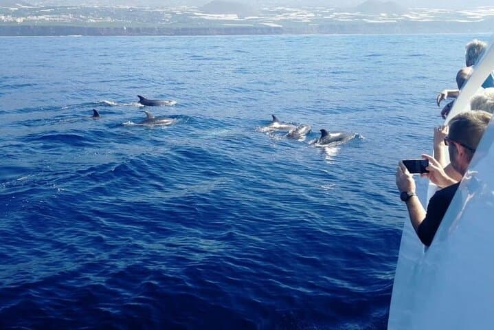 Northwest La Palma coastal boat trip: caves, cliffs & marine life photo 2