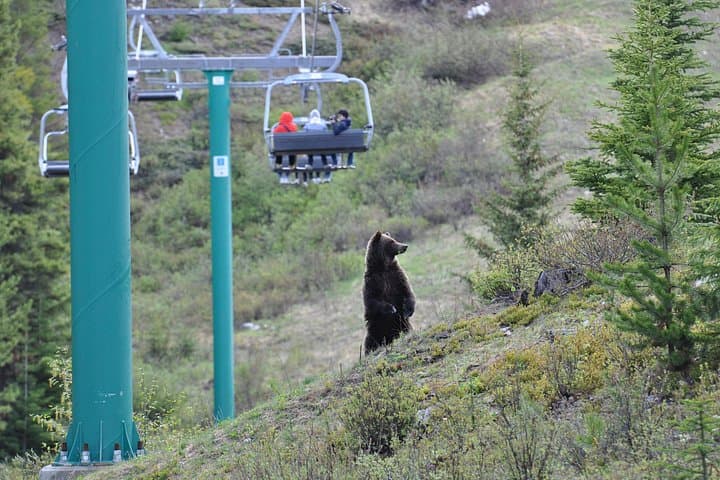 Lake Louise Summer Gondola: Alpine Views, Glaciers & Bear Watching at 2101m photo 5