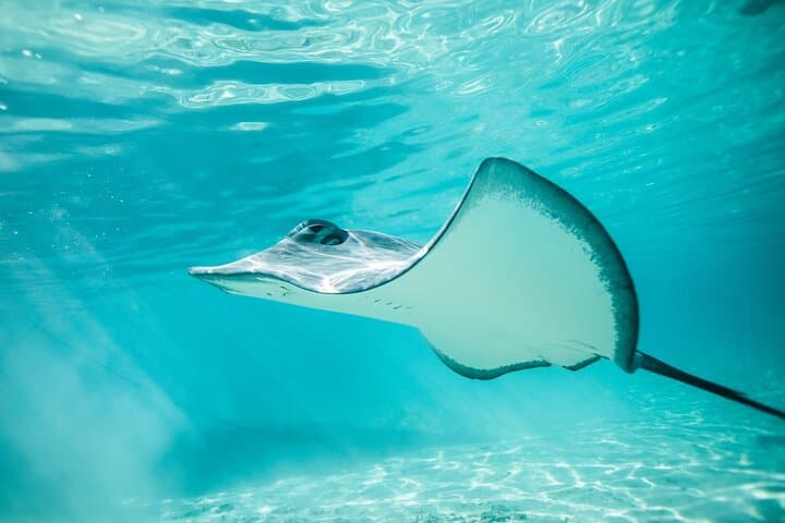 Moorea Lagoon Snorkel: Small-Group Tour with Lunch photo 3