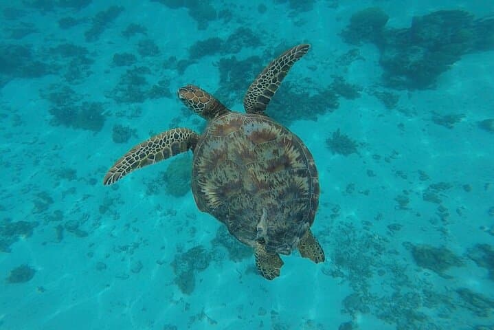 Moorea Lagoon Snorkel: Small-Group Tour with Lunch photo 5