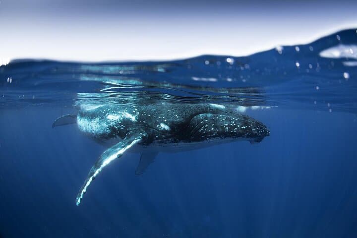 Moorea Half-Day Small-Group Whale Watching: Close Encounters with Humpback Whales