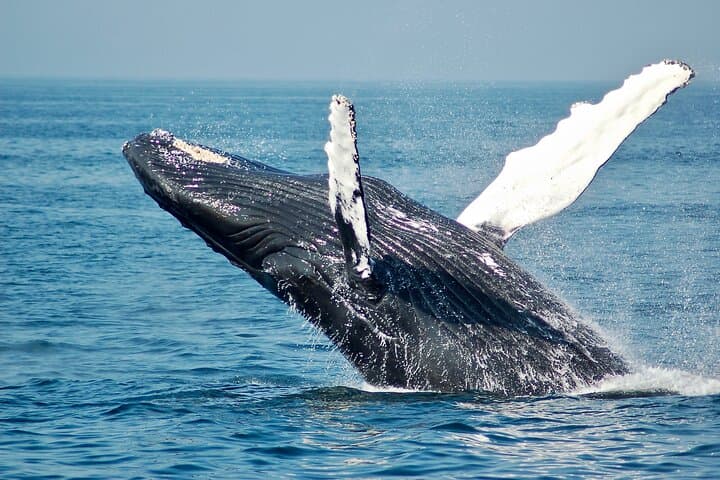 Moorea Private Half-Day Whale Watching: Small-Group Humpback Encounters photo 4