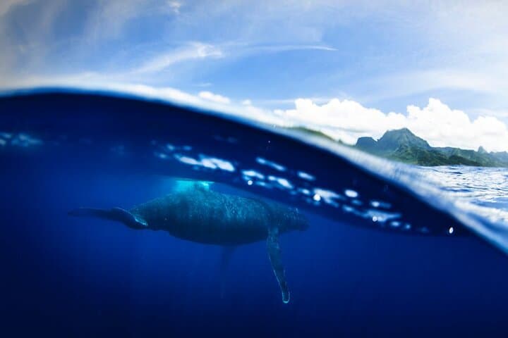 Moorea Half-Day Small-Group Whale Watching: Close Encounters with Humpback Whales photo 5