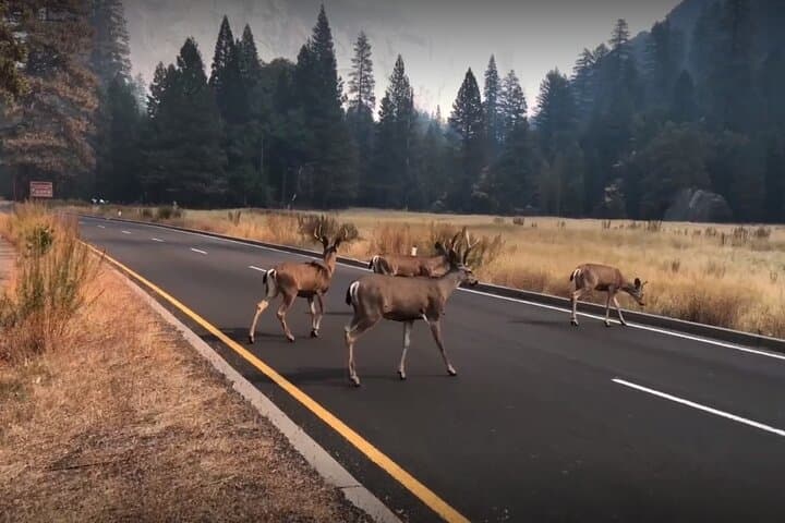2-Day Yosemite and Kings Canyon National Parks Tour from San Francisco photo 3