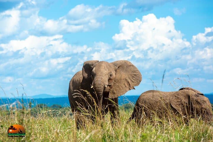 8-Day Uganda Gorilla, Primate & Wildlife Safari — Bwindi, Kibale & Queen Elizabeth photo 4