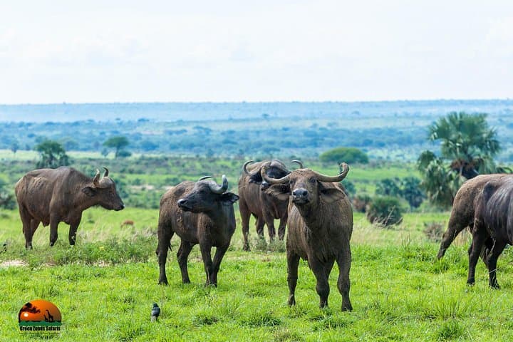 8-Day Uganda Gorilla, Primate & Wildlife Safari — Bwindi, Kibale & Queen Elizabeth photo 5