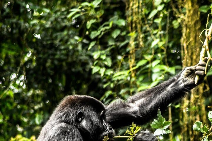 8-Day Uganda Gorilla, Primate & Wildlife Safari — Bwindi, Kibale & Queen Elizabeth