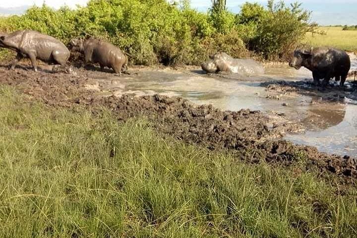 8-Day Uganda Gorilla, Primate & Wildlife Safari — Bwindi, Kibale & Queen Elizabeth photo 3