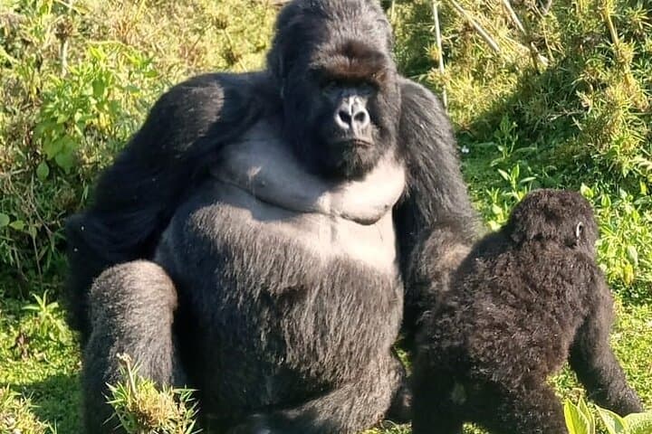 15-Day Uganda Classic Safari — Gorillas, Murchison Falls & Lake Bunyonyi