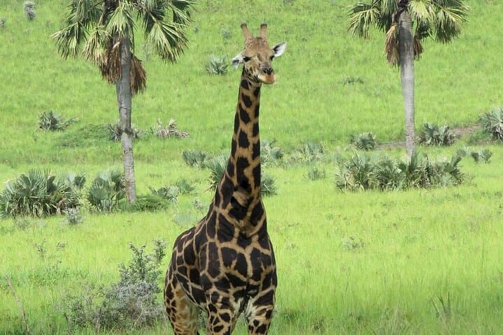 15-Day Uganda Classic Safari — Gorillas, Murchison Falls & Lake Bunyonyi photo 4
