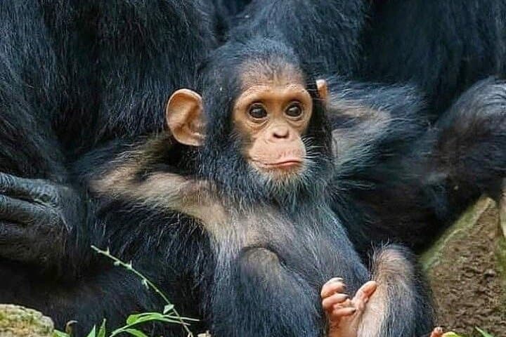 15-Day Uganda Classic Safari — Gorillas, Murchison Falls & Lake Bunyonyi photo 5