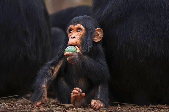 15-Day Uganda Classic Safari — Gorillas, Murchison Falls & Lake Bunyonyi photo 6