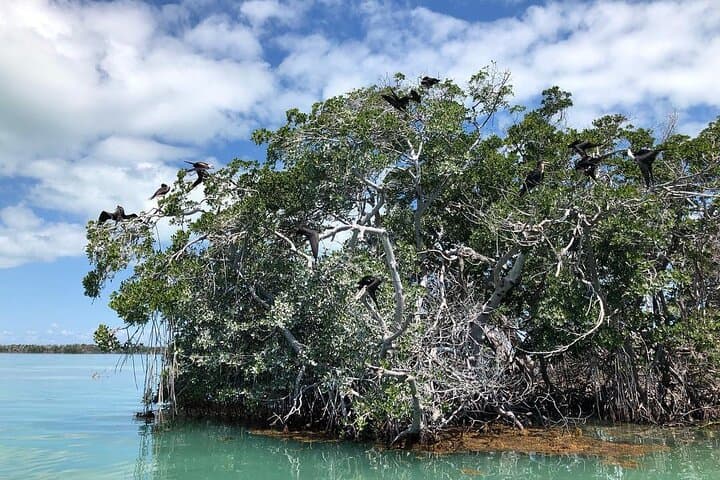 Islamorada Private Mangrove Ecotour: 2-Hour Wildlife Boat Tour photo 5