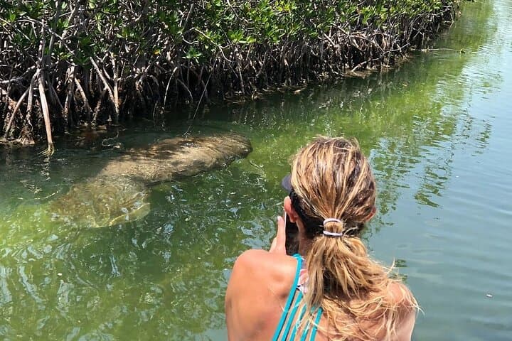 Islamorada Private Mangrove Ecotour: 2-Hour Wildlife Boat Tour photo 4