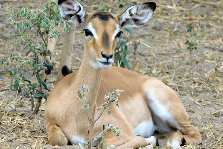 2-Day Mikumi Safari from Dar es Salaam — Weekend Game Drive & Lodge Stay