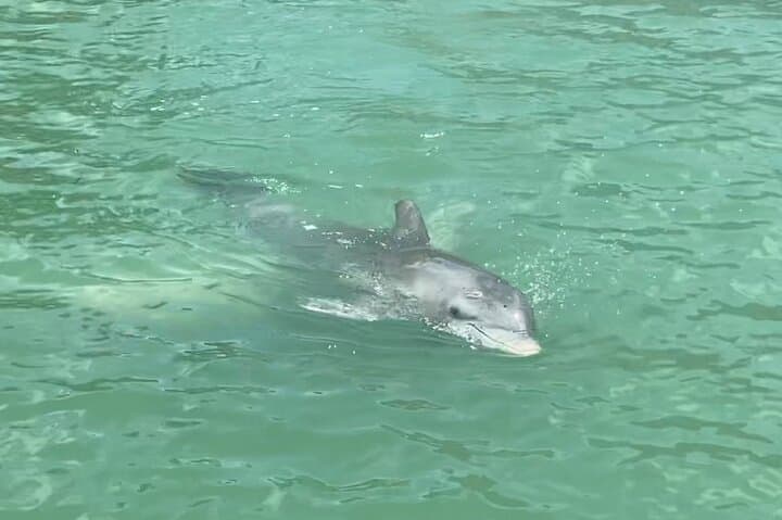 4-Hour Dolphin & Sandbar Cruise from Fort Myers Beach — Wildlife, Shelling, and Shallow Water Stops photo 2