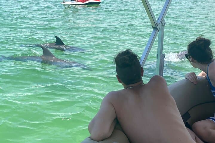 4-Hour Dolphin & Sandbar Cruise from Fort Myers Beach — Wildlife, Shelling, and Shallow Water Stops photo 4