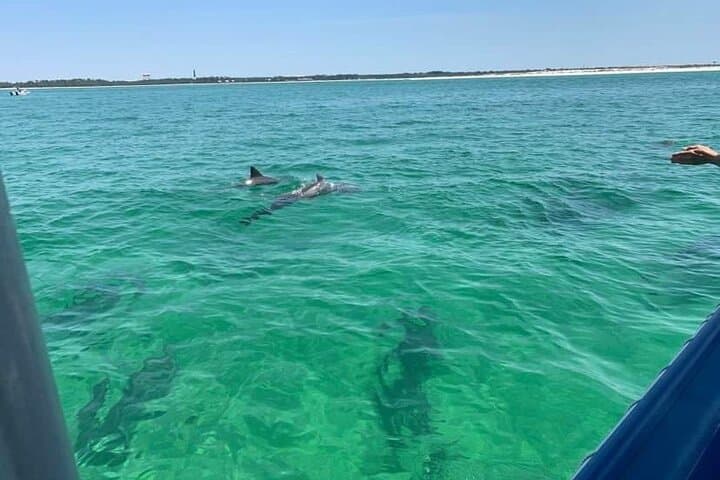 Pensacola Dolphin Cruise, Hidden Beach Snorkel & Shelling Adventure photo 2
