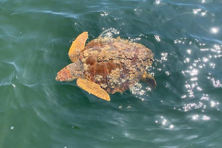 Pensacola Dolphin Cruise, Hidden Beach Snorkel & Shelling Adventure photo 4
