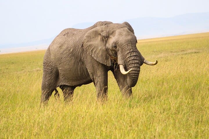 Maasai Mara 3-Day Safari: Big Five, Great Migration & Conservancy Drives photo 5