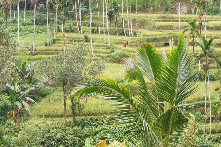 Sunrise at Lempuyang Gate: Tirta Gangga & Tukad Cepung Waterfall Day Tour from Ubud photo 6
