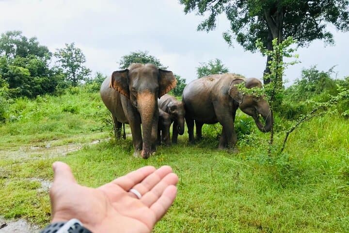Full-Day Sigiriya, Dambulla & Minneriya Jeep Safari from Colombo: Historic Rocks and Wild Herds