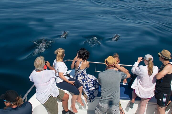 Half-Day Dolphin Watching Cruise from Lagos — Ponta da Piedade & Sea Caves photo 3
