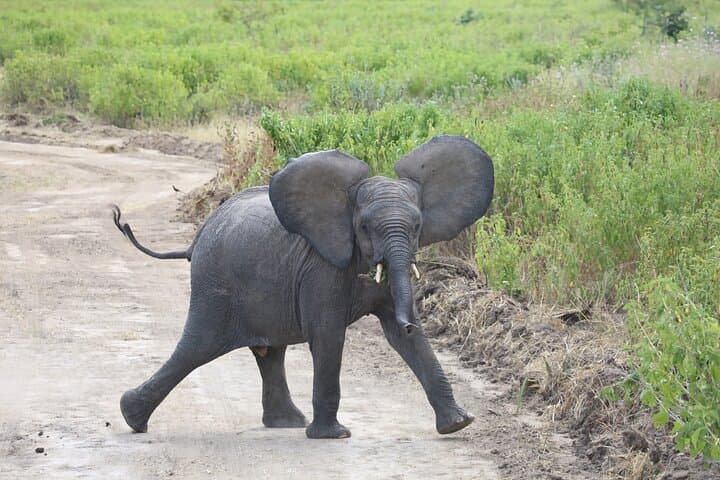 5-Day Mikumi & Ruaha Safari — Walking Safaris, Night Drives & Big Game in Tanzania photo 2