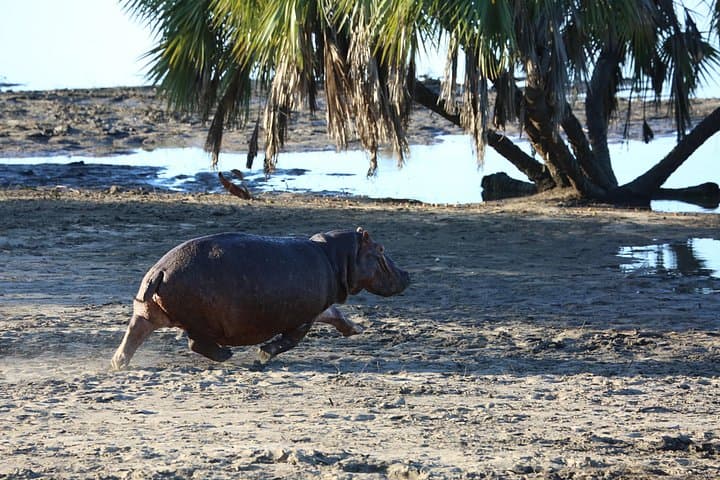 3-Day Nyerere (Selous) Safari: Boat Safaris, Full-Day Game Drives & Wilderness Walks