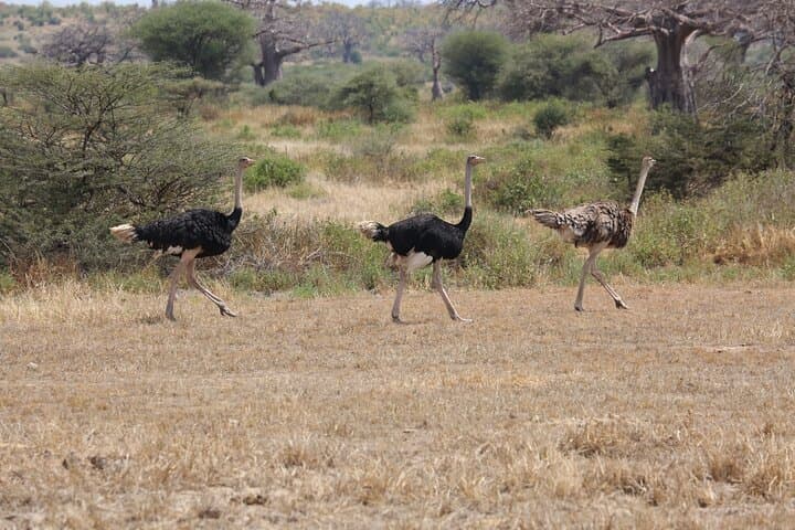 5-Day Mikumi & Ruaha Safari — Walking Safaris, Night Drives & Big Game in Tanzania photo 5