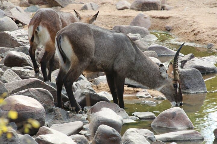 5-Day Mikumi & Ruaha Safari — Walking Safaris, Night Drives & Big Game in Tanzania photo 4