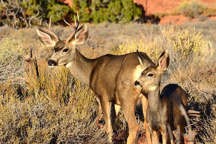 Private Half-Day Adventure at Arches National Park: Guided Tour Essentials photo 5