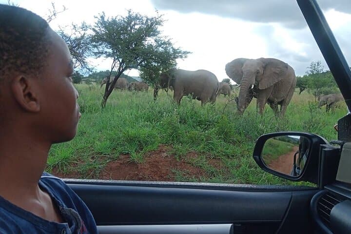 Full-Day Pilanesberg Safari from Johannesburg — Open-Vehicle Big Five Game Drives photo 2