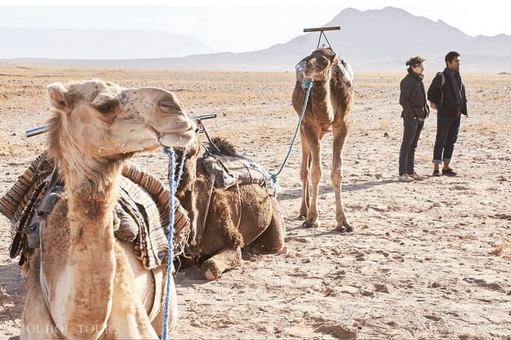 Agafay Desert Sunset Dinner & Camel Ride — Starry Night Feast near Marrakech photo 5