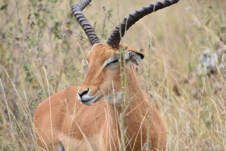 Half-Day Safari Adventure at Nairobi National Park: Wildlife Close to the City photo 6