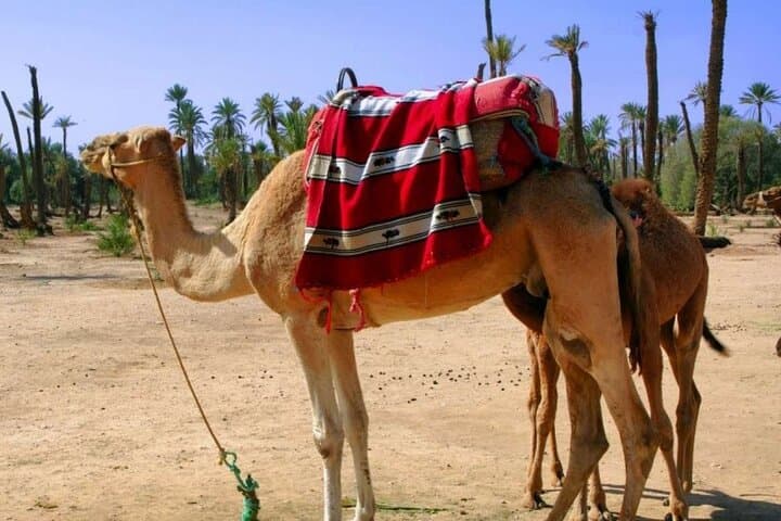 Marrakech Camel Ride & Jbilets Quad Tour — 3-Hour Desert Excursion photo 4