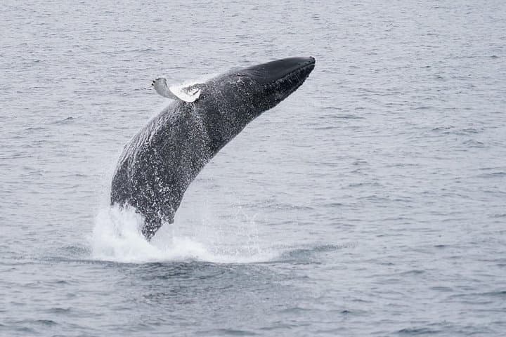 RIB Whale Watching from Reykjavík Old Harbour: High-Speed Marine Wildlife Tours photo 4